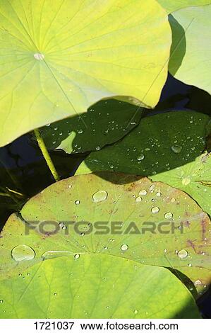 Stock Photo - High angle view of lotus water lily leaves. Fotosearch