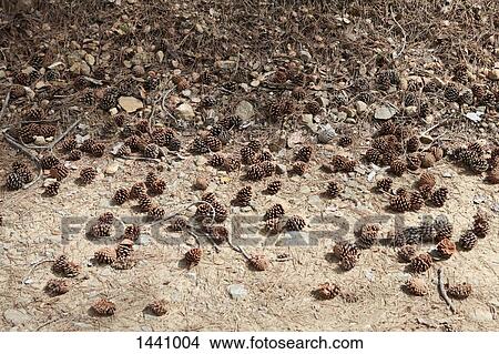 High angle view of pine cones on field View Large Photo Image Picture - High angle view of pine cones on field. Fotosearch