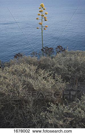 High angle view of plants on cliff against sea View Large Photo Image Stock Image - High angle view of plants on cliff against sea. Fotosearch