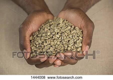Stock Photo - High angle view of raw coffee beans in cupped hands at table. Fotosearch
