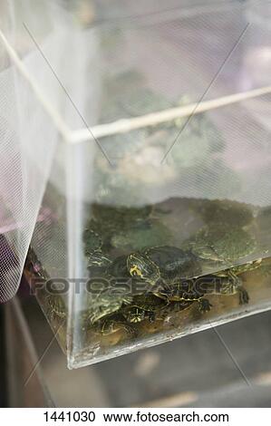 High angle view of turtles in container View Large Photo Image Stock Image - High angle view of turtles in container. Fotosearch