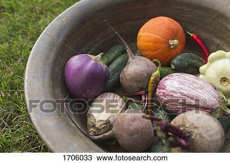 High angle view of various vegetables in container on grassy field View Large Photo Image Stock Image - High angle view of various vegetables in container on grassy field. Fotosearch