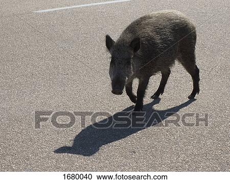 High angle view of wild boar on road View Large Photo Image Stock Image - High angle view of wild boar on road. Fotosearch