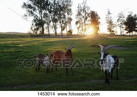 Horned goats standing on grassy field View Large Photo Image Picture - Horned goats standing on grassy field. Fotosearch