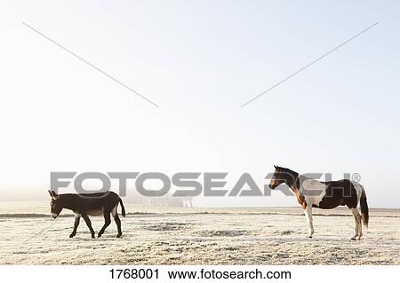 Horse and donkey in sunny winter field View Large Photo Image Stock Image - Horse and donkey in sunny winter field. Fotosearch