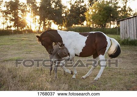 Horse and donkey playing on farm View Large Photo Image Stock Photo - Horse and donkey playing on farm. Fotosearch