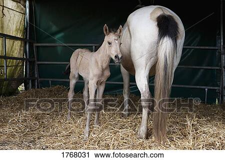 Stock Image - Horse and foal in barn. Fotosearch