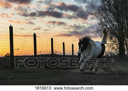 Horse running in rural pasture at sunset View Large Photo Image Stock Image - Horse running in rural pasture at sunset. Fotosearch