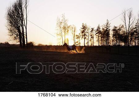 Horse running in rural sunset field View Large Photo Image Picture - Horse running in rural sunset field. Fotosearch