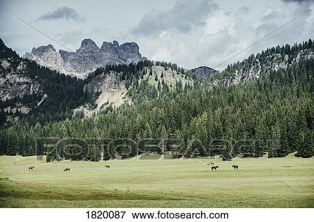 Horses in idyllic green valley, Drei Zinnen Nature Park, South Tyrol, Italy View Large Photo Image Stock Photo - Horses in idyllic green valley, Drei Zinnen Nature Park, South Tyrol, Italy. Fotosearch