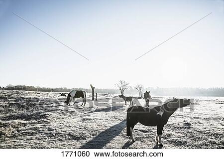 Horses in sunny, frozen winter field View Large Photo Image Stock Image - Horses in sunny, frozen winter field. Fotosearch