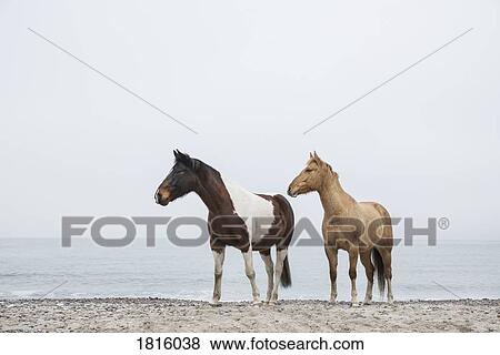 Horses on sandy ocean beach View Large Photo Image Stock Photo - Horses on sandy ocean beach. Fotosearch