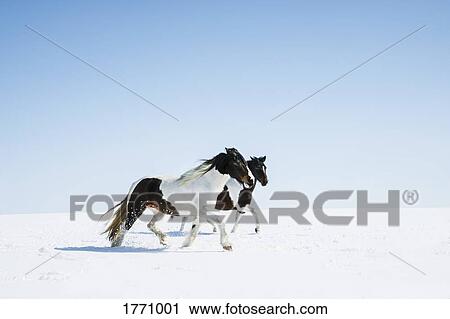 Horses running in snowy field View Large Photo Image Stock Image - Horses running in snowy field. Fotosearch