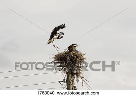 Ibis bird nest on telephone pole View Large Photo Image Stock Image - Ibis bird nest on telephone pole. Fotosearch