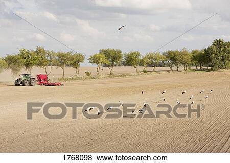 Ibis birds in rural, agricultural crop, Wiendorf, Mecklenburg-Vorpommern, Germany View Large Photo Image Stock Photo - Ibis birds in rural, agricultural crop, Wiendorf, Mecklenburg-Vorpommern, Germany. Fotosearch