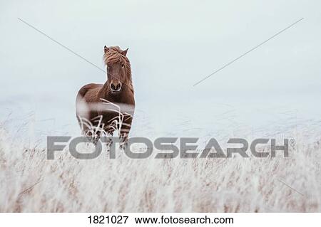 Icelandic brown horse in field, Reykjanesbaer, Iceland View Large Photo Image Stock Photo - Icelandic brown horse in field, Reykjanesbaer, Iceland. Fotosearch