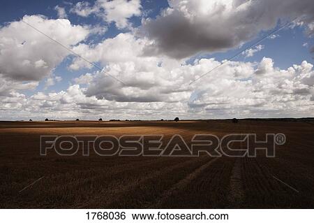 Idyllic clouds over rural agricultural crop, Wiendorf, Mecklenburg-Vorpommern, Germany View Large Photo Image Stock Photograph - Idyllic clouds over rural agricultural crop, Wiendorf, Mecklenburg-Vorpommern, Germany. Fotosearch