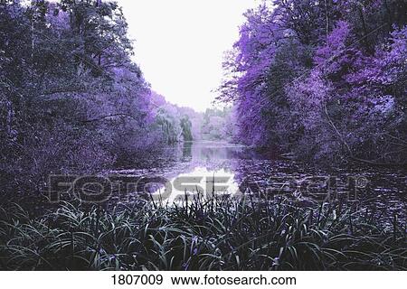 Idyllic purple trees along tranquil pond, Berlin, Germany View Large Photo Image Stock Photo - Idyllic purple trees along tranquil pond, Berlin, Germany. Fotosearch
