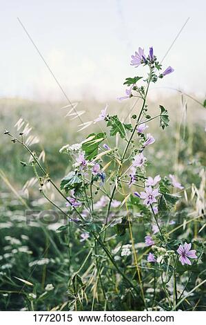 Idyllic purple wildflowers growing in field View Large Photo Image Stock Photography - Idyllic purple wildflowers growing in field. Fotosearch