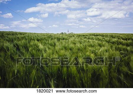 Idyllic, rural green wheat crop and landscape, Brandenburg, Germany View Large Photo Image Stock Image - Idyllic, rural green wheat crop and landscape, Brandenburg, Germany. Fotosearch