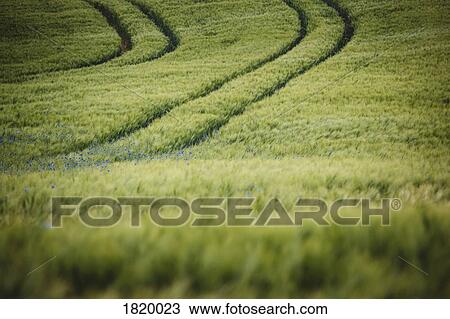 Idyllic, rural green wheat field with purple wildflowers, Brandenburg, Germany View Large Photo Image Stock Image - Idyllic, rural green wheat field with purple wildflowers, Brandenburg, Germany. Fotosearch