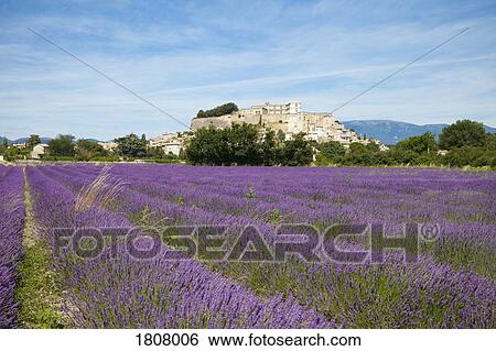 Idyllic, sunny lavender field, Valence, Auvergne-Rh ne-Alpes, France View Large Photo Image Stock Photograph - Idyllic, sunny lavender field, Valence, Auvergne-Rh ne-Alpes, France. Fotosearch