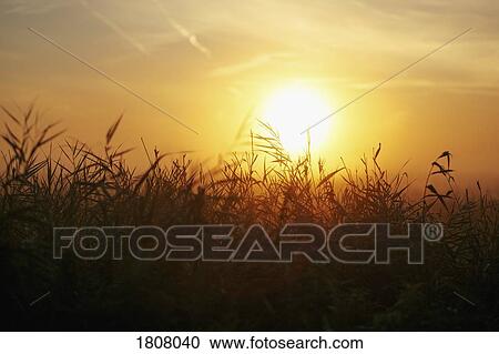 Idyllic sunset over rural field View Large Photo Image Stock Image - Idyllic sunset over rural field. Fotosearch