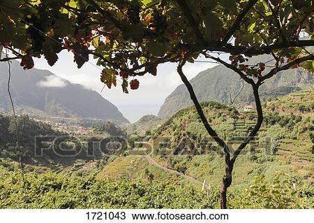 Idyllic view of green landscape and mountains, Sao Vicente, Madeira, Portugal View Large Photo Image Stock Image - Idyllic view of green landscape and mountains, Sao Vicente, Madeira, Portugal. Fotosearch