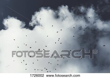 Stock Image - Insects on glass against cloudy sky. Fotosearch