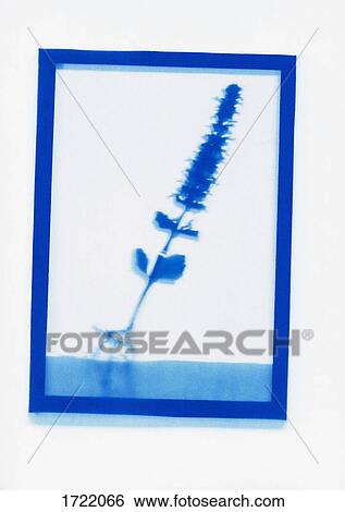 Inverse photogenic drawing of Ajuga plant specimen View Large Photo Image Stock Photograph - Inverse photogenic drawing of Ajuga plant specimen. Fotosearch