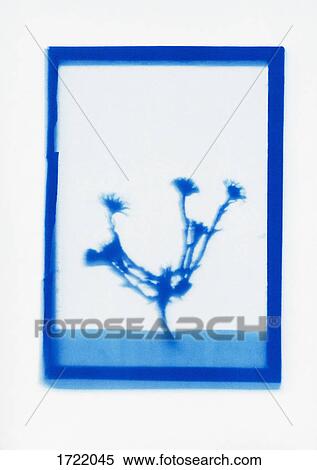 Inverse photogenic drawing of Coltsfoot plant specimen View Large Photo Image Stock Photography - Inverse photogenic drawing of Coltsfoot plant specimen. Fotosearch