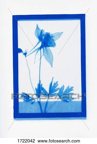 Inverse photogenic drawing of Columbine plant specimen View Large Photo Image Stock Image - Inverse photogenic drawing of Columbine plant specimen. Fotosearch