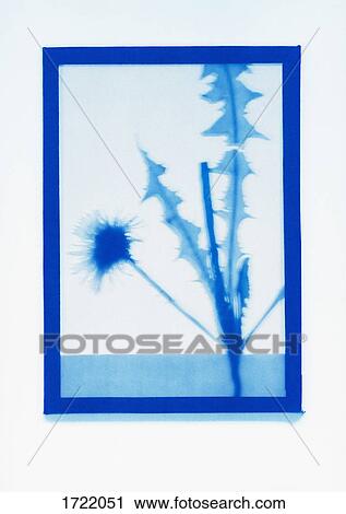 Inverse photogenic drawing of Common Dandelion plant specimen View Large Photo Image Stock Image - Inverse photogenic drawing of Common Dandelion plant specimen. Fotosearch