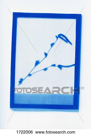Inverse photogenic drawing of Common Hazel plant specimen View Large Photo Image Stock Photograph - Inverse photogenic drawing of Common Hazel plant specimen. Fotosearch