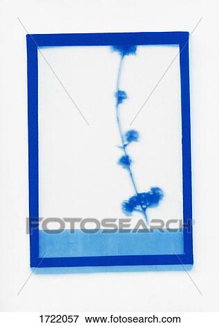 Inverse photogenic drawing of Cornelian cherry plant specimen View Large Photo Image Stock Photo - Inverse photogenic drawing of Cornelian cherry plant specimen. Fotosearch