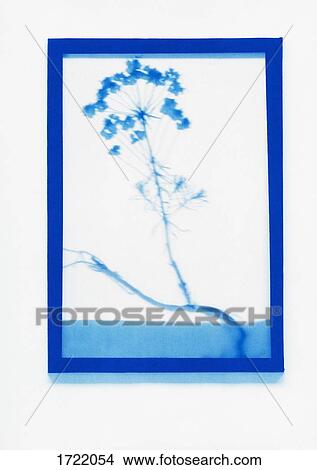 Picture - Inverse photogenic drawing of Cypress Spurge plant specimen. Fotosearch