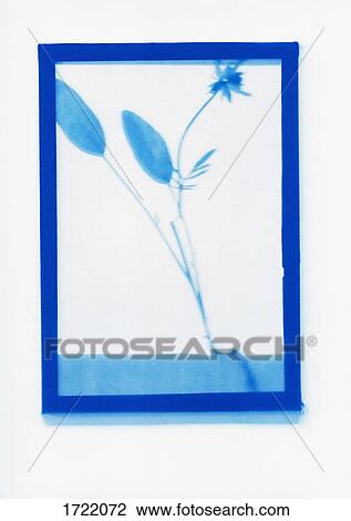 Inverse photogenic drawing of dry plant specimen View Large Photo Image Stock Image - Inverse photogenic drawing of dry plant specimen. Fotosearch