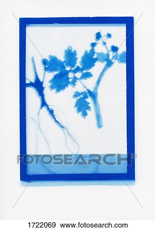 Inverse photogenic drawing of English oak plant specimen View Large Photo Image Stock Photo - Inverse photogenic drawing of English oak plant specimen. Fotosearch