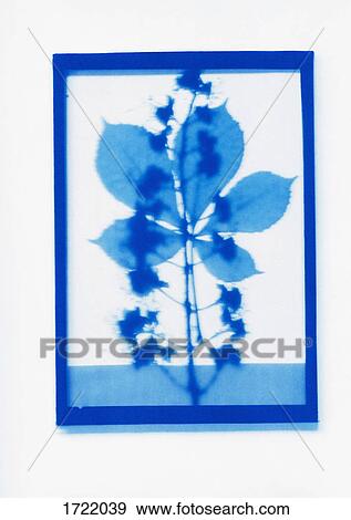 Inverse photogenic drawing of European horse-chestnut plant specimen View Large Photo Image Stock Photo - Inverse photogenic drawing of European horse-chestnut plant specimen. Fotosearch