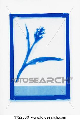 Inverse photogenic drawing of flower specimen View Large Photo Image Stock Image - Inverse photogenic drawing of flower specimen. Fotosearch