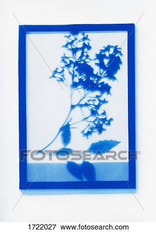 Inverse photogenic drawing of flowering plant specimen View Large Photo Image Stock Photo - Inverse photogenic drawing of flowering plant specimen. Fotosearch