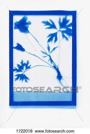 Inverse photogenic drawing of Geranium plant specimen View Large Photo Image Stock Photo - Inverse photogenic drawing of Geranium plant specimen. Fotosearch