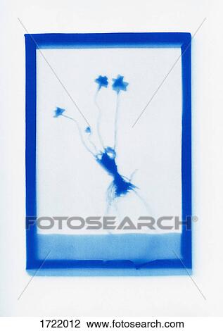 Inverse photogenic drawing of plant specimen View Large Photo Image Stock Image - Inverse photogenic drawing of plant specimen. Fotosearch