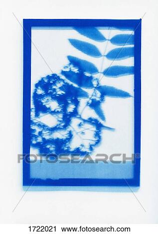 Inverse photogenic drawing of Rowan plant specimen View Large Photo Image Stock Image - Inverse photogenic drawing of Rowan plant specimen. Fotosearch