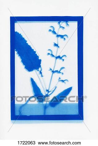 Inverse photogenic drawing of Salvia pratensis plant specimen View Large Photo Image Stock Image - Inverse photogenic drawing of Salvia pratensis plant specimen. Fotosearch