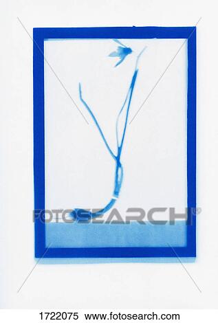 Inverse photogenic drawing of Snowdrop plant specimen View Large Photo Image Stock Photography - Inverse photogenic drawing of Snowdrop plant specimen. Fotosearch