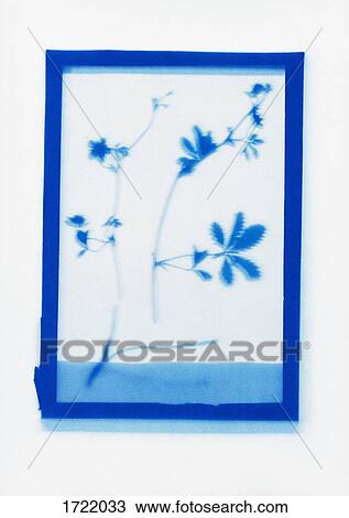 Inverse photogenic drawing of Cinquefoil plant specimen View Large Photo Image Stock Image - Inverse photogenic drawing of Cinquefoil plant specimen. Fotosearch