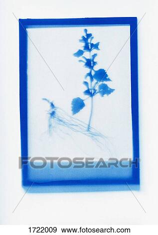 Inverse photogenic drawing of Deadnettle plant specimen View Large Photo Image Stock Photo - Inverse photogenic drawing of Deadnettle plant specimen. Fotosearch