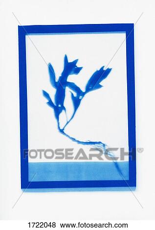 Inverse photogenic drawing of Forget-Me-Not plant specimen View Large Photo Image Stock Photo - Inverse photogenic drawing of Forget-Me-Not plant specimen. Fotosearch