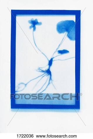 Inverse photogenic drawing of Marsh-Marigold plant specimen View Large Photo Image Stock Photograph - Inverse photogenic drawing of Marsh-Marigold plant specimen. Fotosearch